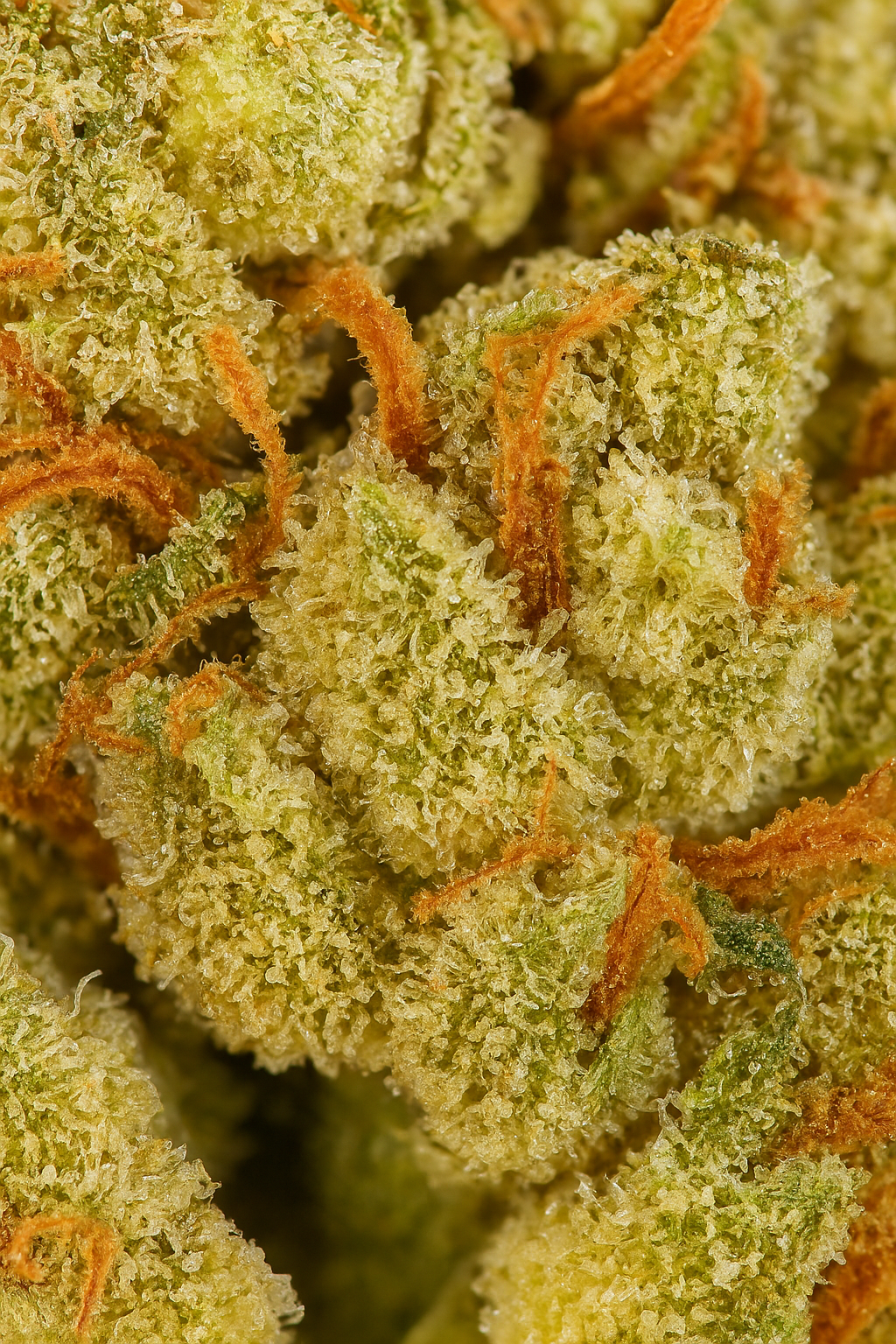 Detalle macro de flor CBD Lemon Small buds indoor