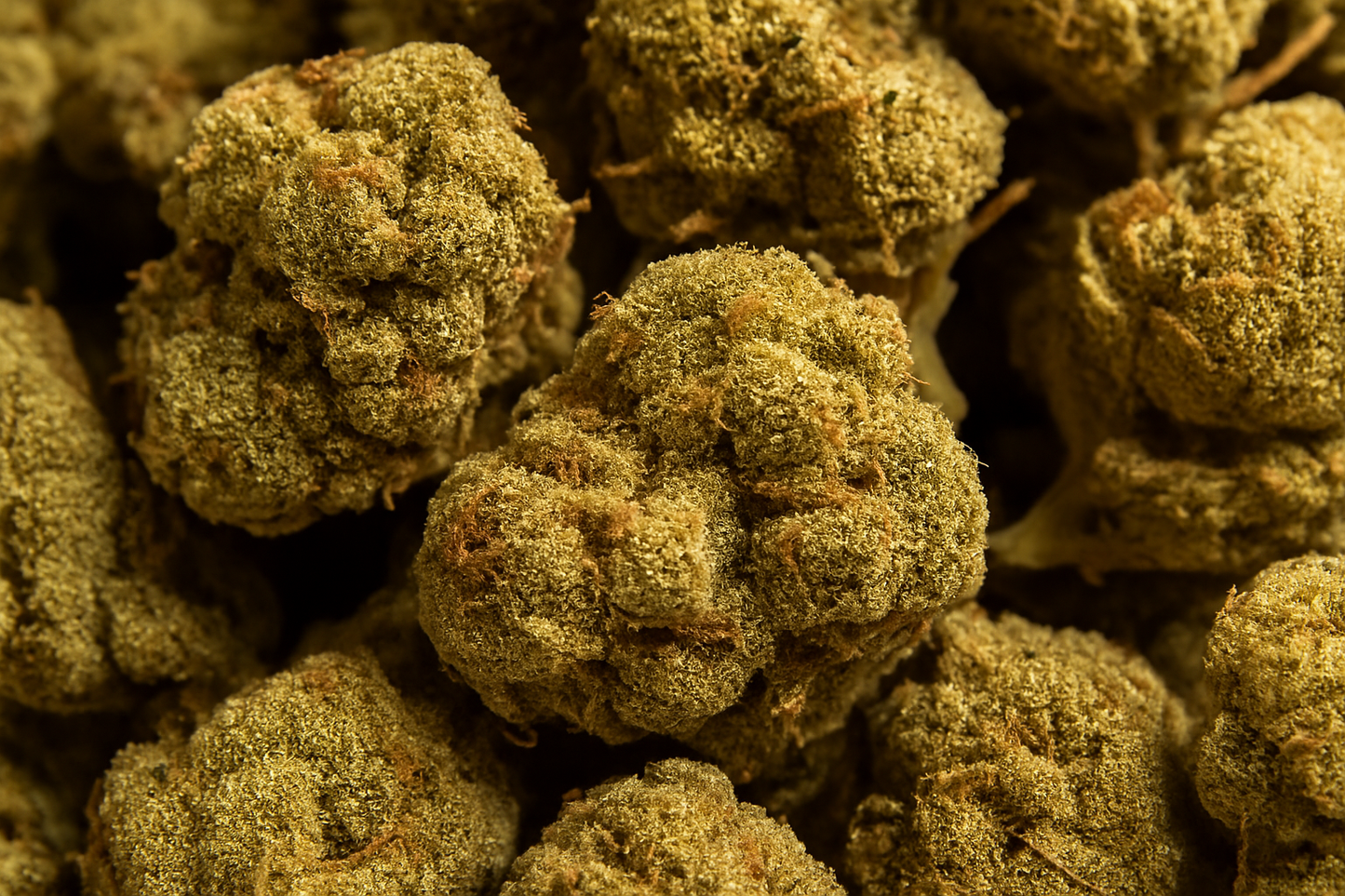 Flor CBD Mandarin Gelatto small buds detalle de la resina