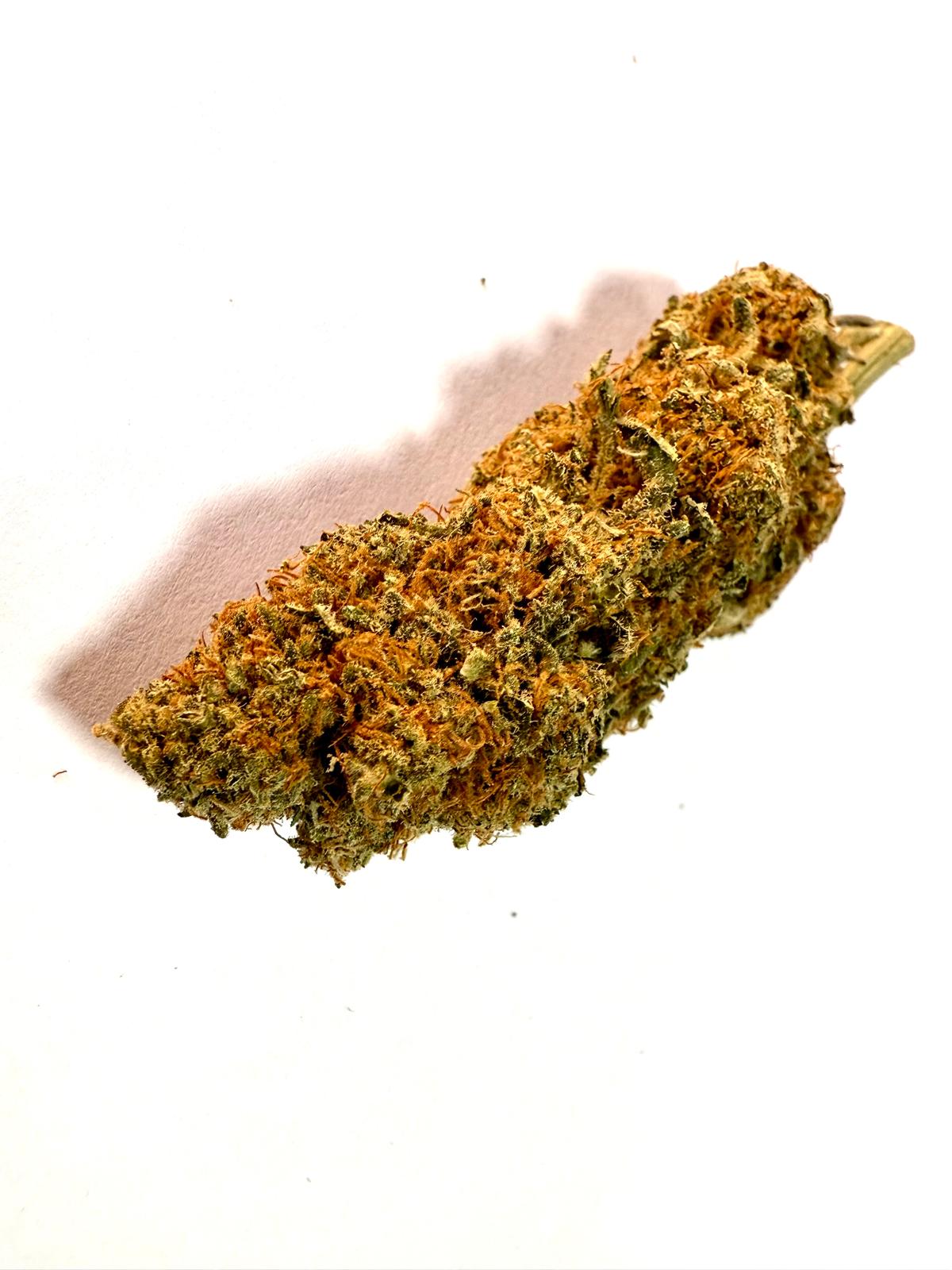 California Hidroponica
