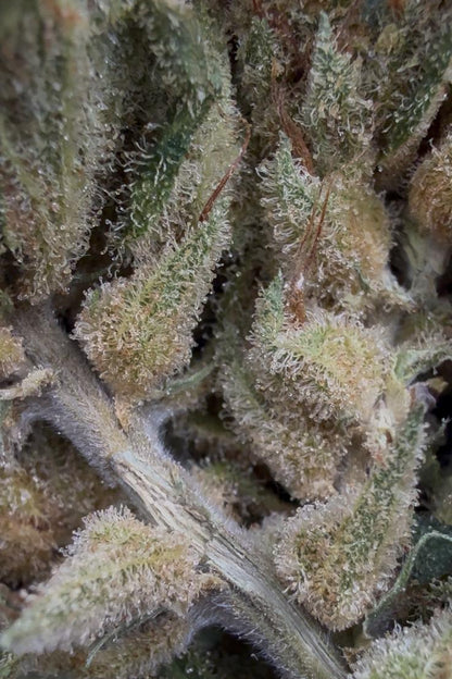 Amnesia Hidro
