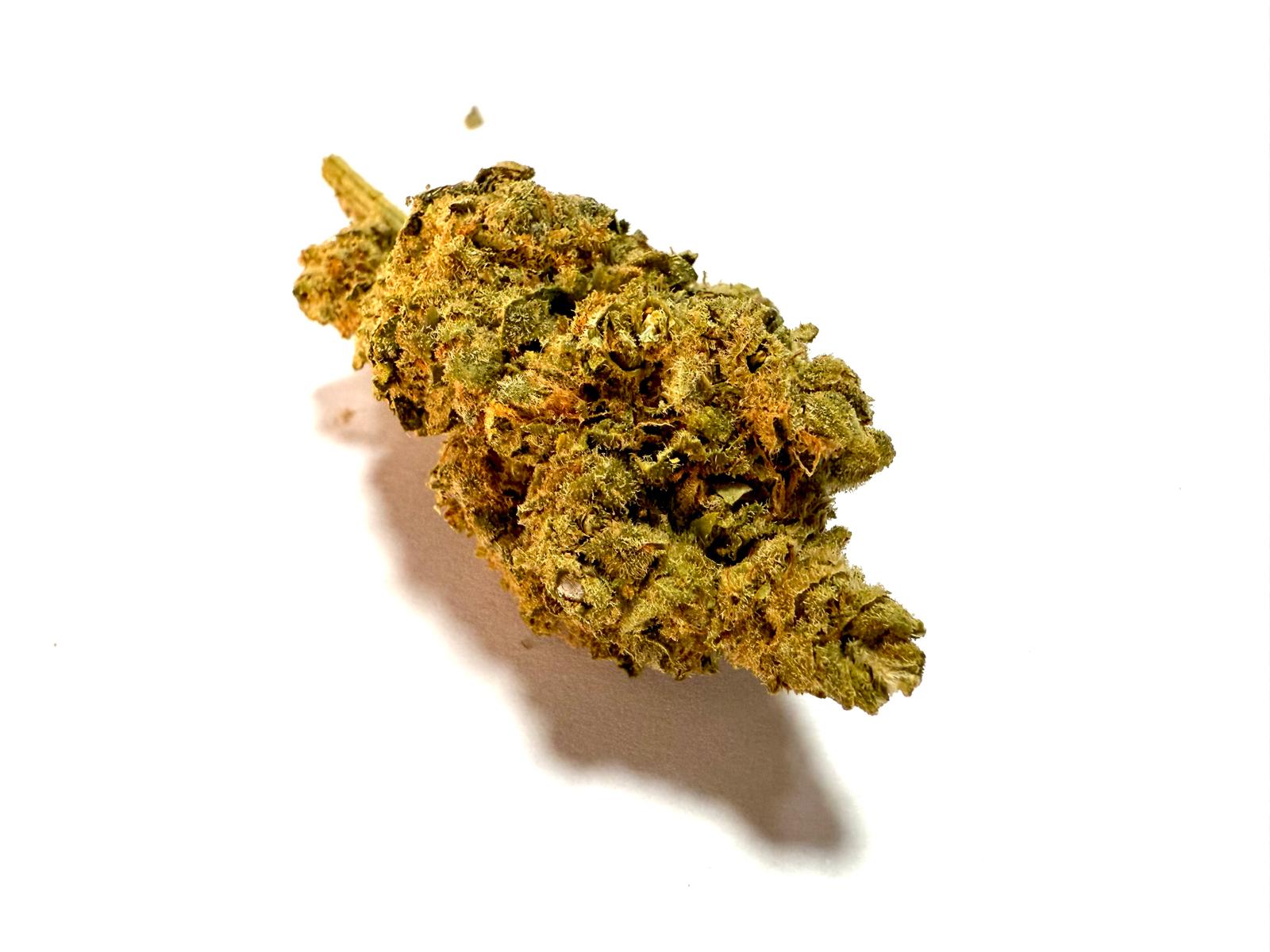 Amnesia Hidroponica